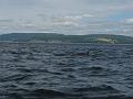 Baleines 005